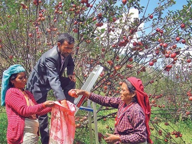 जुम्लाका स्याउ किसानले पाए क्षतिपूर्ति